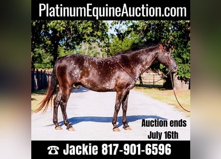 American Quarter Horse, Castrone, 12 Anni, 155 cm, Morello