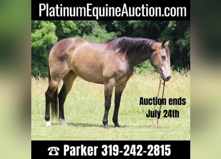 American Quarter Horse, Castrone, 12 Anni, 155 cm, Pelle di daino