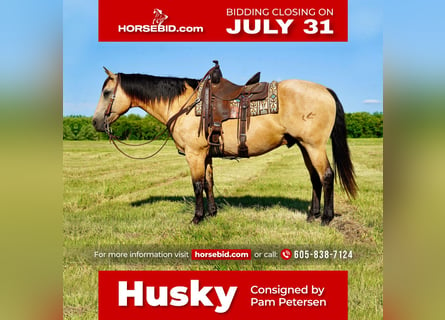 American Quarter Horse, Castrone, 12 Anni, 155 cm, Pelle di daino