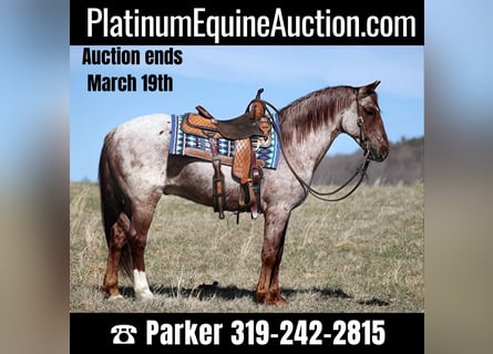 American Quarter Horse, Castrone, 12 Anni, 155 cm, Roano rosso