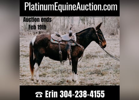 American Quarter Horse, Castrone, 12 Anni, 155 cm, Tobiano-tutti i colori