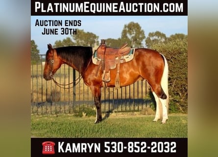American Quarter Horse, Castrone, 12 Anni, 157 cm, Baio ciliegia