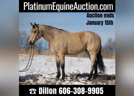 American Quarter Horse, Castrone, 12 Anni, 157 cm, Pelle di daino