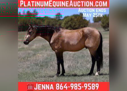 American Quarter Horse, Castrone, 12 Anni, 157 cm, Pelle di daino
