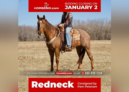 American Quarter Horse Mix, Castrone, 12 Anni, 157 cm, Roano rosso