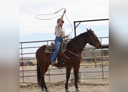 American Quarter Horse, Castrone, 12 Anni, 160 cm, Baio roano