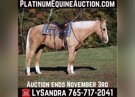 American Quarter Horse, Castrone, 12 Anni, 160 cm, Palomino