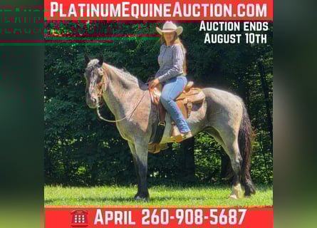 American Quarter Horse, Castrone, 12 Anni, 160 cm, Roano blu