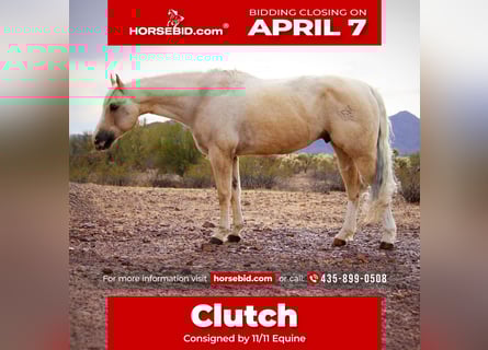 American Quarter Horse, Castrone, 12 Anni, 163 cm, Palomino