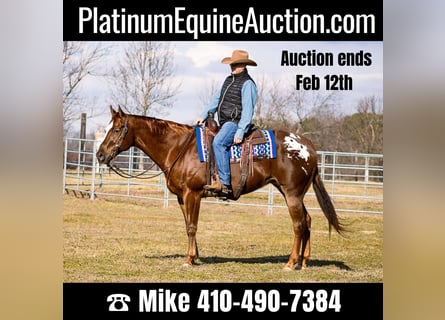 American Quarter Horse, Castrone, 12 Anni, 163 cm, Sauro ciliegia