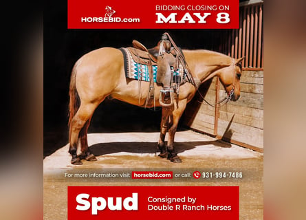 American Quarter Horse, Castrone, 12 Anni, Falbo