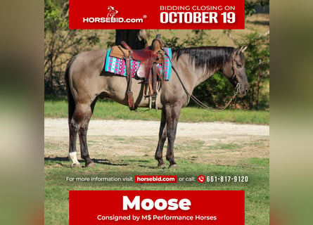 American Quarter Horse, Castrone, 12 Anni, Grullo