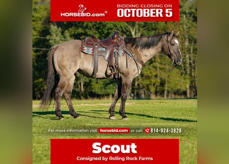 American Quarter Horse, Castrone, 12 Anni, Grullo