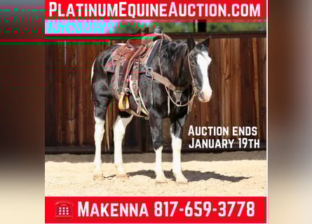 American Quarter Horse, Castrone, 12 Anni, Morello