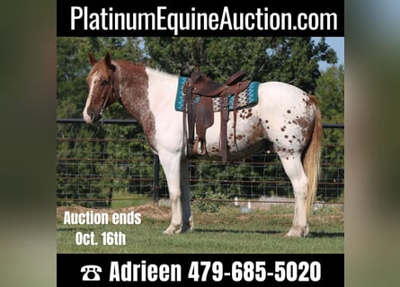 American Quarter Horse, Castrone, 12 Anni, Pezzato