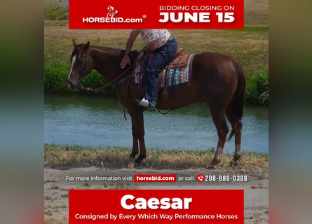 American Quarter Horse, Castrone, 12 Anni, Sauro scuro