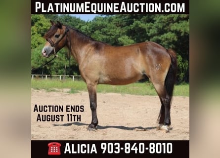 American Quarter Horse, Castrone, 13 Anni, 114 cm, Pelle di daino