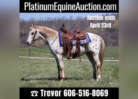 American Quarter Horse, Castrone, 13 Anni, 142 cm, Sauro scuro