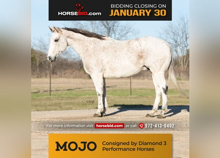 American Quarter Horse, Castrone, 13 Anni, 147 cm, Grigio