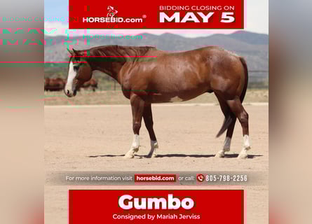 American Quarter Horse, Castrone, 13 Anni, 147 cm, Roano rosso
