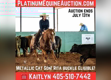 American Quarter Horse, Castrone, 13 Anni, 147 cm, Sauro scuro