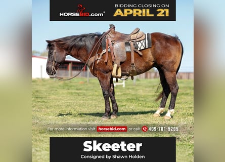American Quarter Horse, Castrone, 13 Anni, 150 cm, Morello