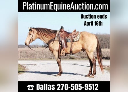 American Quarter Horse, Castrone, 13 Anni, 150 cm, Pelle di daino
