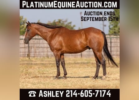 American Quarter Horse, Castrone, 13 Anni, 152 cm, Baio roano