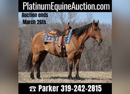 American Quarter Horse, Castrone, 13 Anni, 152 cm, Falbo