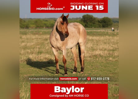 American Quarter Horse, Castrone, 13 Anni, 152 cm, Falbo