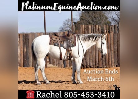American Quarter Horse, Castrone, 13 Anni, 152 cm, Leardo
