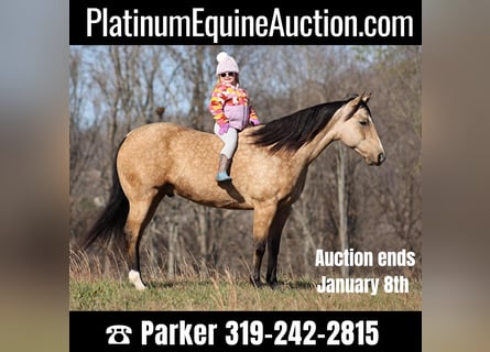 American Quarter Horse, Castrone, 13 Anni, 152 cm, Pelle di daino