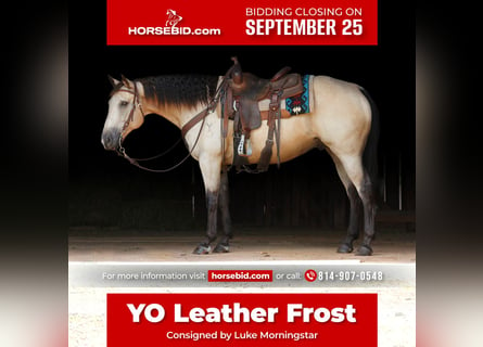 American Quarter Horse, Castrone, 13 Anni, 152 cm, Pelle di daino