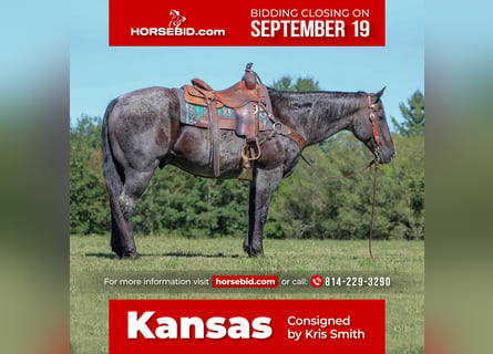 American Quarter Horse, Castrone, 13 Anni, 152 cm, Roano blu