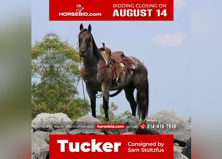 American Quarter Horse, Castrone, 13 Anni, 152 cm, Roano blu