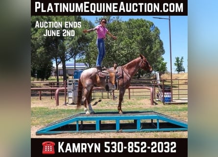 American Quarter Horse, Castrone, 13 Anni, 152 cm, Roano rosso