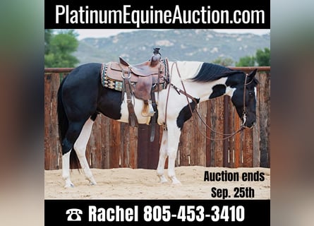American Quarter Horse, Castrone, 13 Anni, 152 cm, Tobiano-tutti i colori