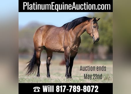 American Quarter Horse, Castrone, 13 Anni, 155 cm, Pelle di daino