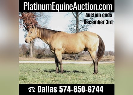 American Quarter Horse, Castrone, 13 Anni, 155 cm, Pelle di daino