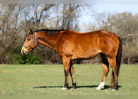 American Quarter Horse, Castrone, 13 Anni, 157 cm, Baio ciliegia