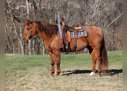 American Quarter Horse, Castrone, 13 Anni, 157 cm, Falbo