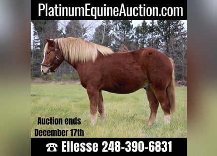 American Quarter Horse, Castrone, 13 Anni, 157 cm, Sauro ciliegia