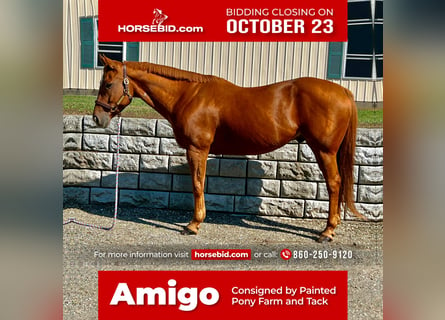 American Quarter Horse, Castrone, 13 Anni, 160 cm, Sauro scuro
