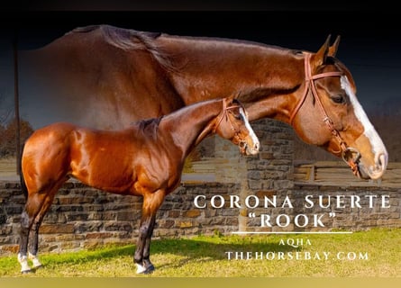 American Quarter Horse, Castrone, 13 Anni, 163 cm, Baio ciliegia