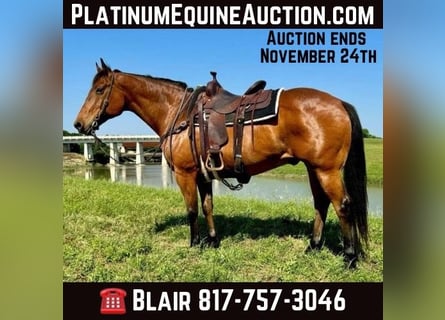 American Quarter Horse, Castrone, 13 Anni, 163 cm, Baio ciliegia