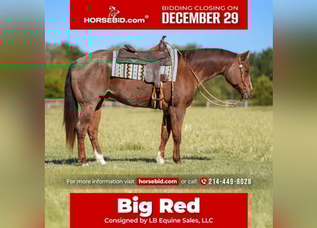 American Quarter Horse, Castrone, 13 Anni, 163 cm, Roano rosso