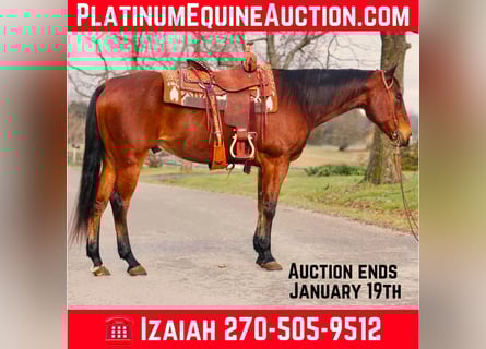 American Quarter Horse, Castrone, 13 Anni, Baio ciliegia