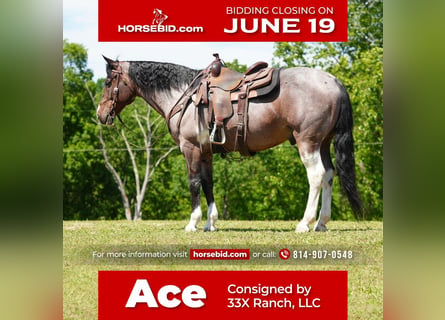 American Quarter Horse, Castrone, 13 Anni, Baio roano