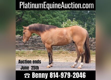 American Quarter Horse, Castrone, 13 Anni, Falbo