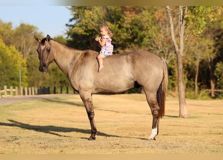 American Quarter Horse, Castrone, 13 Anni, Grullo